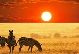 safari-masai-mara